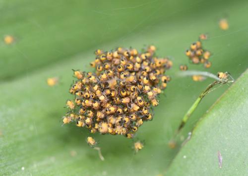 Araneus diadematus